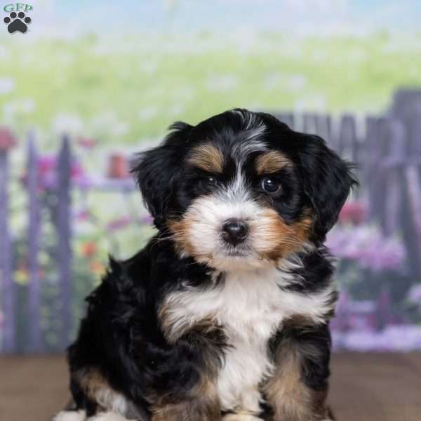 Drake, Mini Bernedoodle Puppy